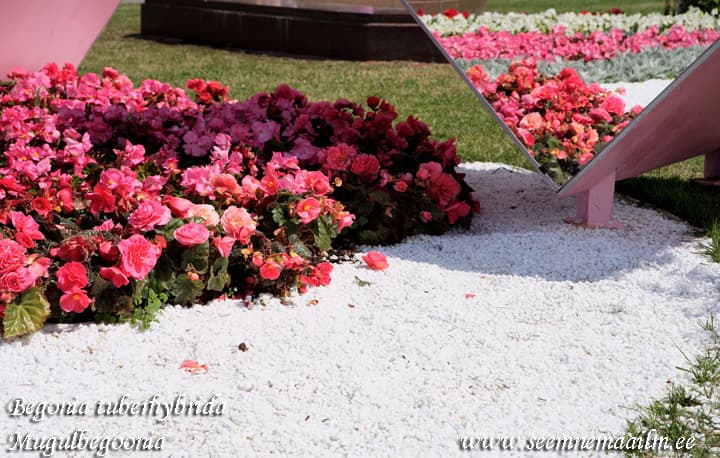 Begonia tuberhybrida Mugulbegoonia Go-Go Rose